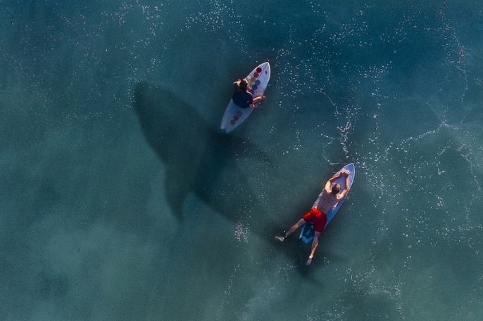 Conoce si hay tiburones en las playas de acapulco