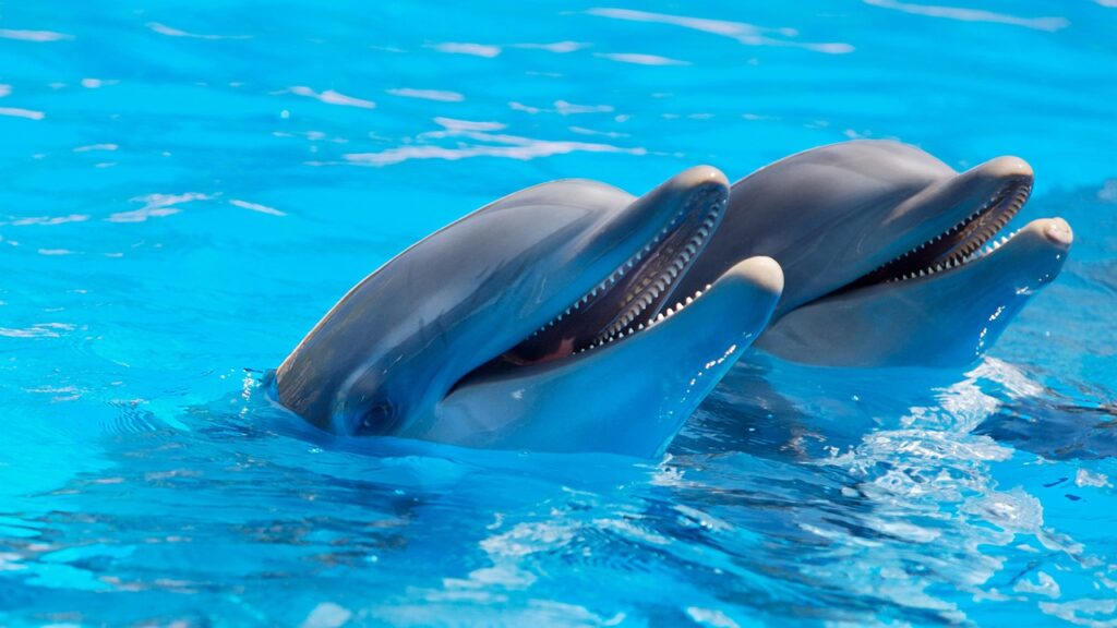 nado con delfines en el rollo en acapulco